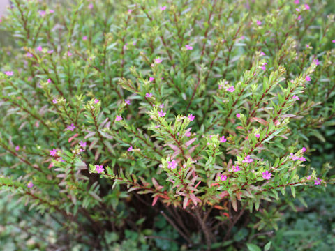 Cuphea hyssopifolia