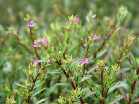 Cuphea hyssopifolia