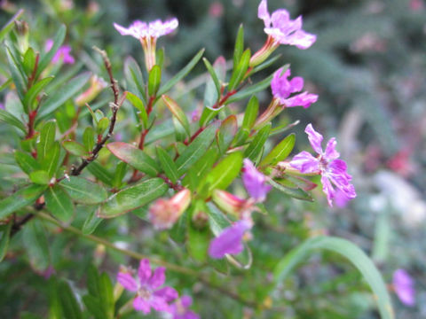 Cuphea hyssopifolia