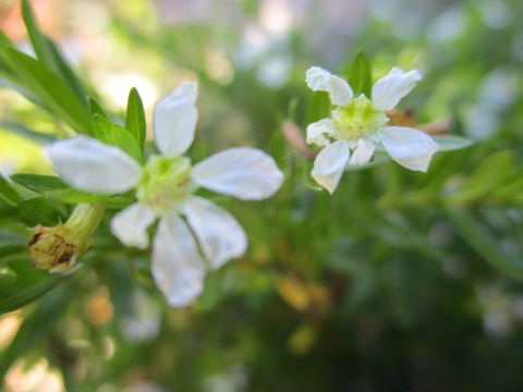 Cuphea hyssopifolia cv. Alba