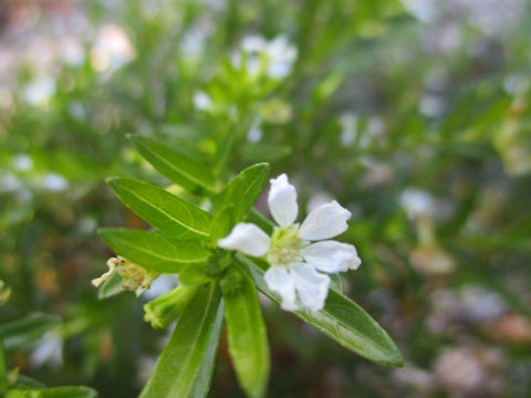 Cuphea hyssopifolia cv. Alba