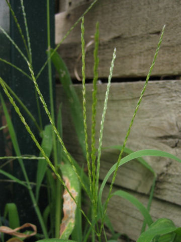 Digitaria ciliaris