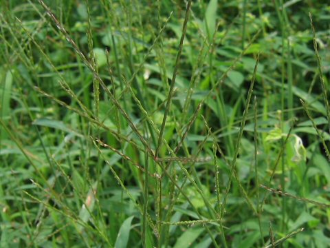 Digitaria ciliaris