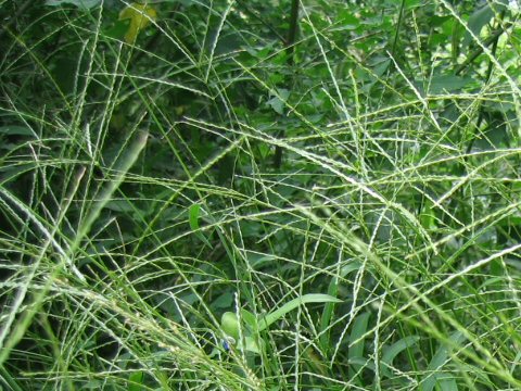 Digitaria ciliaris