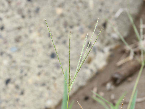 Digitaria ciliaris