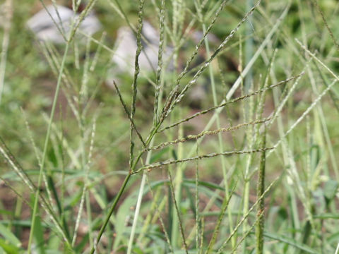 Digitaria ciliaris