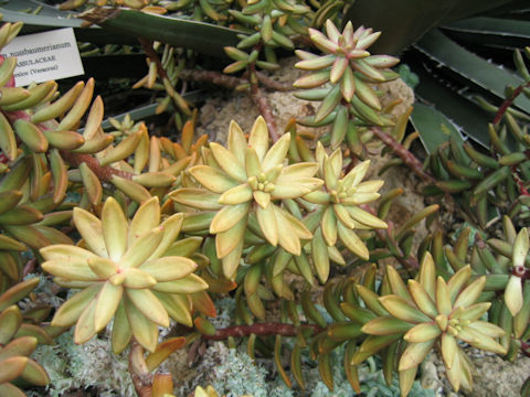 Sedum nussbaumerianum