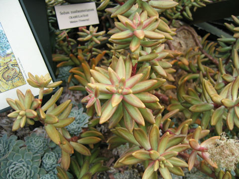 Sedum nussbaumerianum