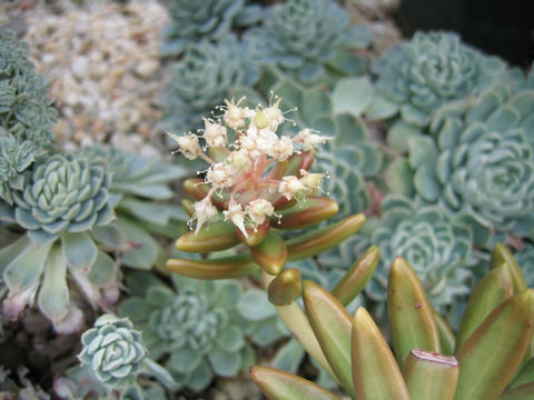 Sedum nussbaumerianum