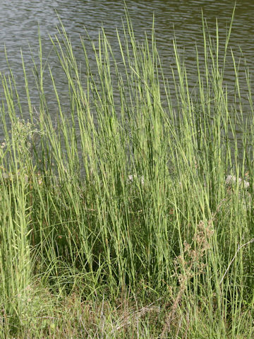 Themeda barbata