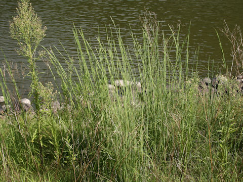 Themeda barbata