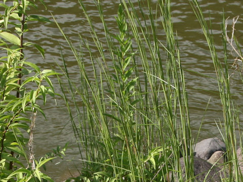 Themeda barbata