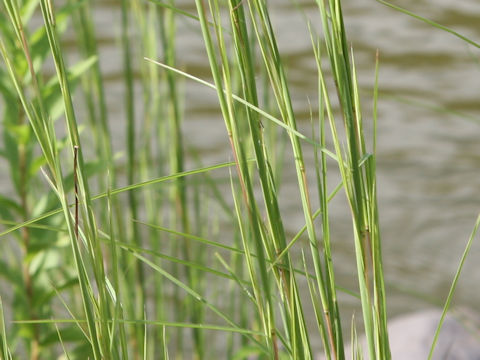 Themeda barbata