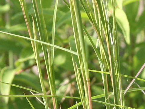 Themeda barbata