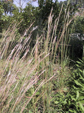 Andropogon virginicus