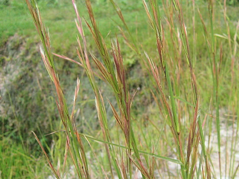 Andropogon virginicus