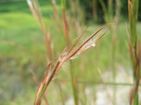 Andropogon virginicus