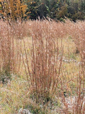 Andropogon virginicus