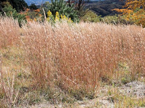 Andropogon virginicus