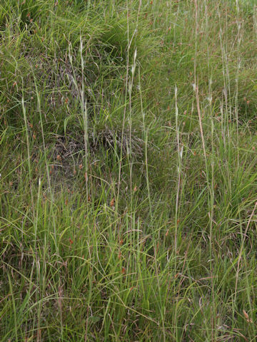 Andropogon virginicus