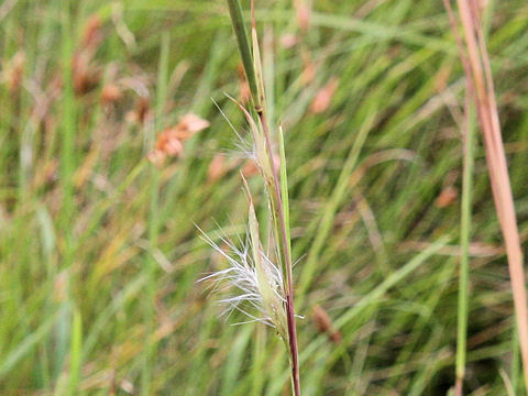 Andropogon virginicus