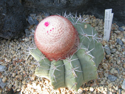 Melocactus glaucescens