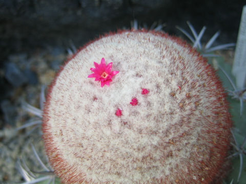 Melocactus glaucescens