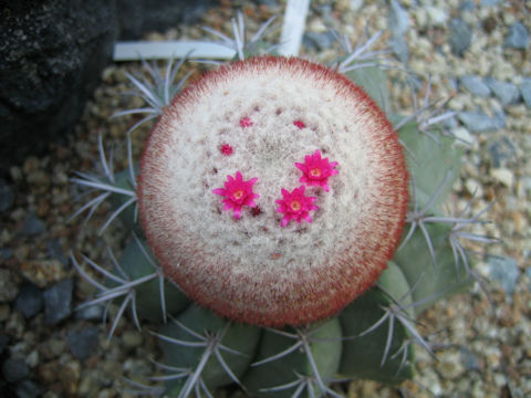 Melocactus glaucescens