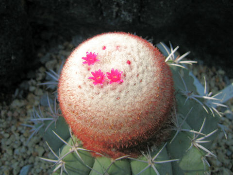 Melocactus glaucescens