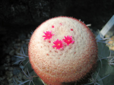 Melocactus glaucescens