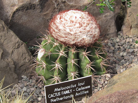 Melocactus macracanthos