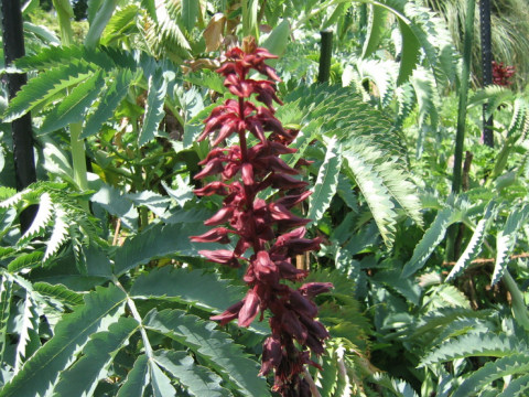 Melianthus major