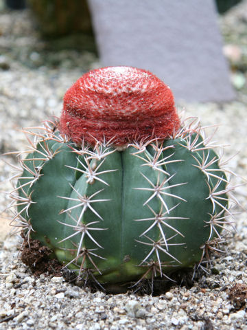 Melocactus neryi