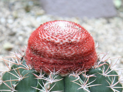 Melocactus neryi