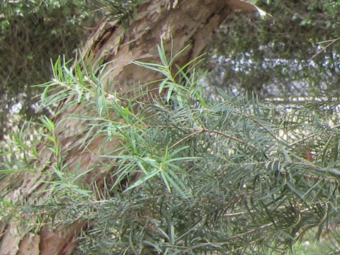 Melaleuca nesophila