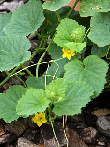 Cucumis melo