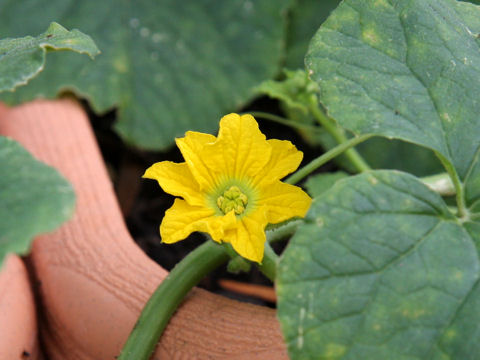 Cucumis melo