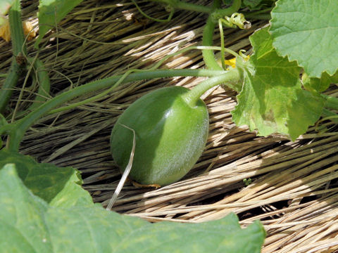 Cucumis melo