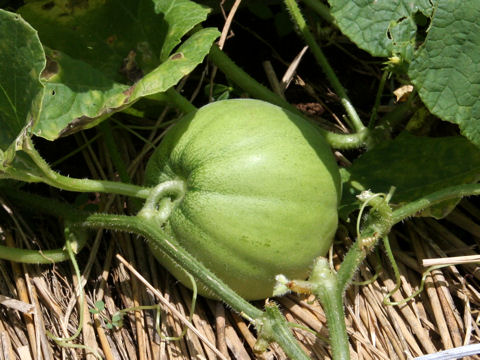 Cucumis melo