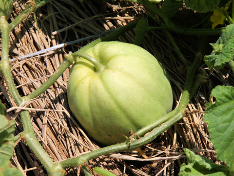 Cucumis melo