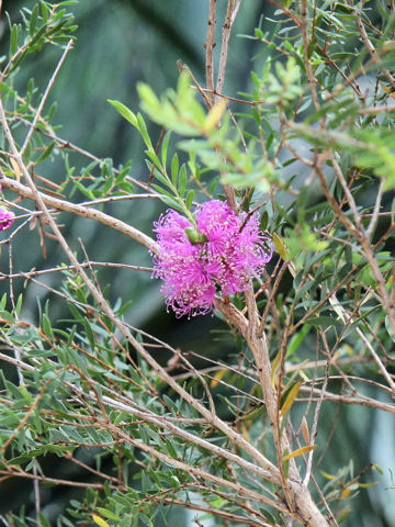 Melaleuca thymifolia