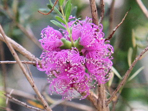 Melaleuca thymifolia