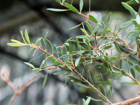 Melaleuca thymifolia