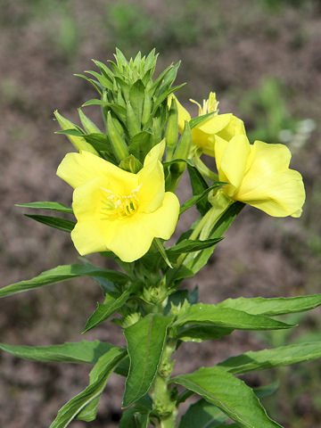 Oenothera biennis