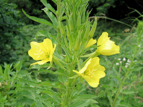 Oenothera biennis