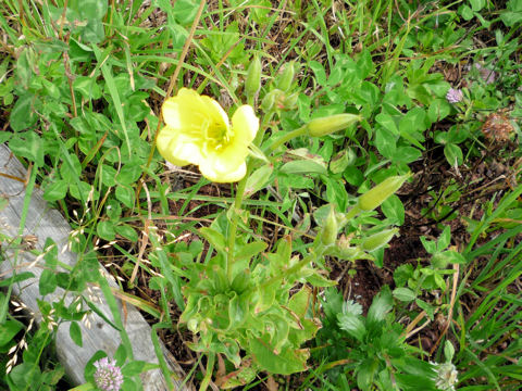 Oenothera biennis