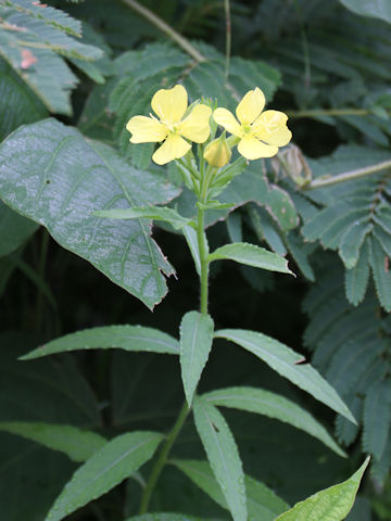 Oenothera biennis