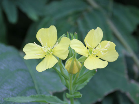 Oenothera biennis