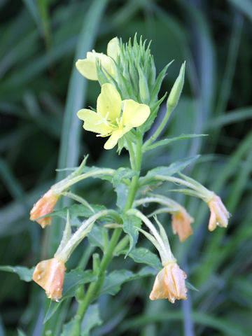 Oenothera biennis