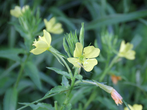 Oenothera biennis